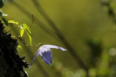 Clématite des Alpes