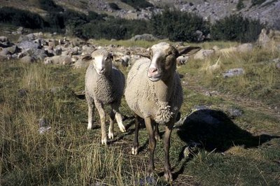 Pastoralisme au vallon des Bans