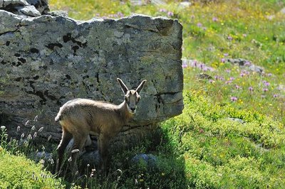 Cabri de chamois