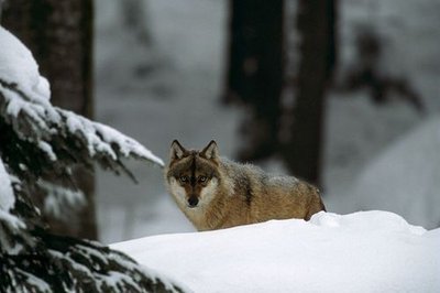 Loup en hiver