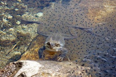 Grenouille rousse et ponte