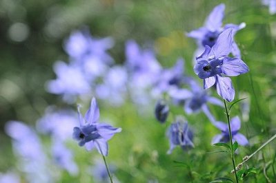 Ancolie des Alpes ou aquilegia alpina