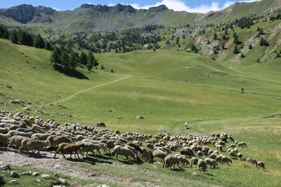 Troupeaux de brebis dans le cirque de Morgon