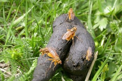 Mouches à merde