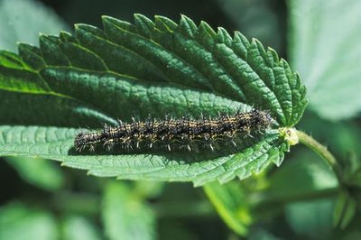 Chenille de Petite tortue