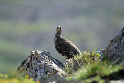 Lagopède alpin en tenue d'été