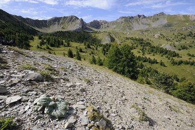 Cirque de Morgon et bérardie laineuse