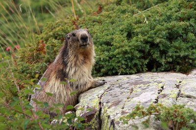 Marmotte au Saut du Laire 