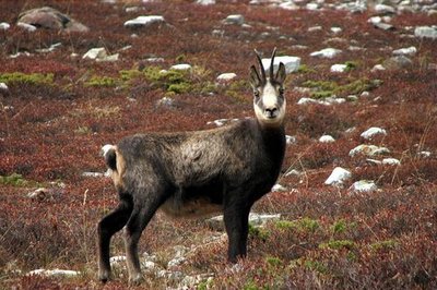 Chamois femelle