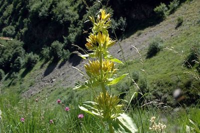 Gentiane jaune