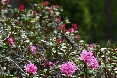 Rhododendron ferrugineux