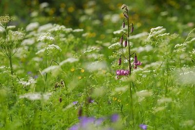 Lys martagon dans prairie fleurie