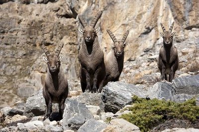 Quatre bouquetins dans le massif des Cerces