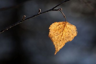 Feuille de bouleau