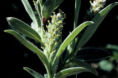 Chatons femelles du saule glauque et soyeux