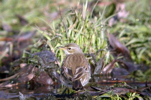 Pipit spioncelle