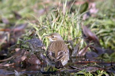 Pipit spioncelle en plumage d'hiver