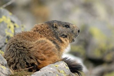 Marmotte au printemps