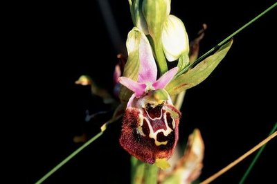 Ophrys bourdon