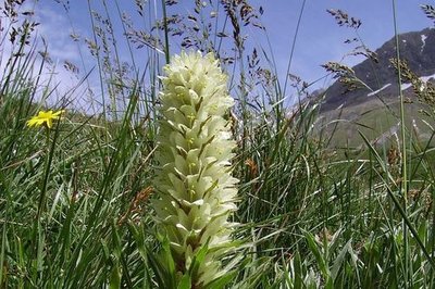 Campanule thyrsoide dans une pelouse à grande fétuque