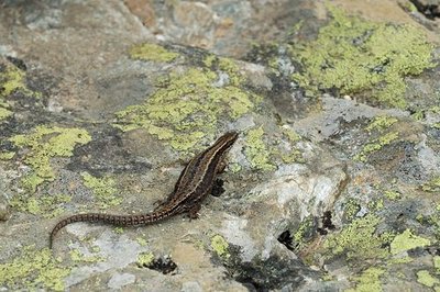 Lézard vivipare