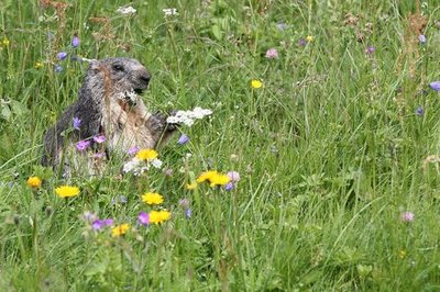 Marmotte dans une prairie fleurie