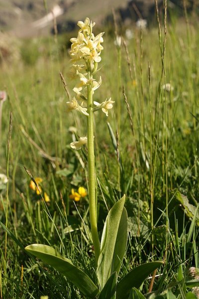 Orchis pâle