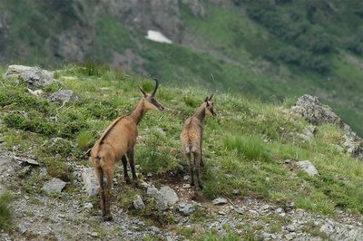 Chamois et cabri