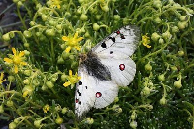 Petit apollon sur sa plante hôte (saxifrage faux aizoon)