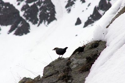 Cincle plongeur dans la neige