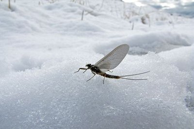 Epéorus sur la neige