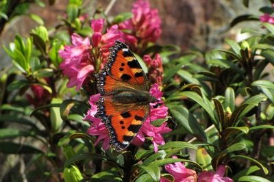 Petite tortue sur rhododendron ferrugineux