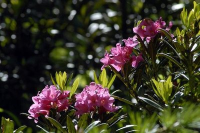 Rhododendron