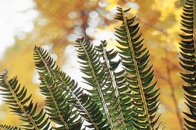 Polystic en forme de lance