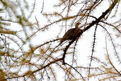 Poule tétras lyre branchée