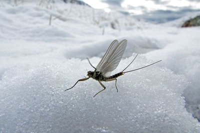 Epeorus sur la neige