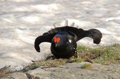 Parade de tétras lyre