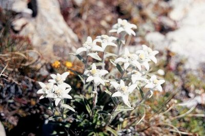 Edelweiss
