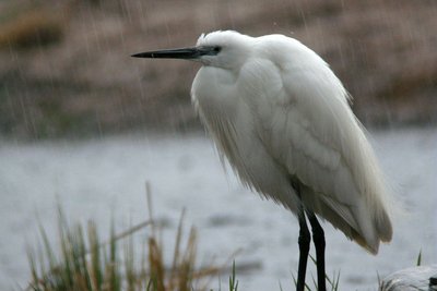 Aigrette garzette