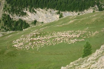 Gardiennage serré pour combattre le nard raide