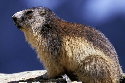 Marmotte