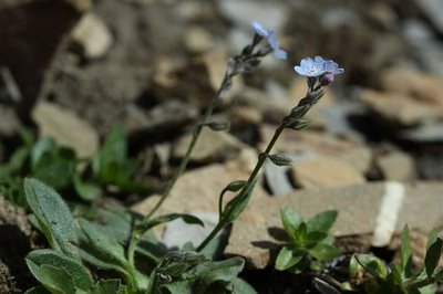 Myosotis des Alpes