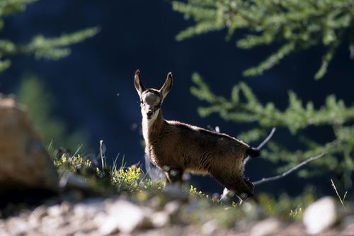Chamois