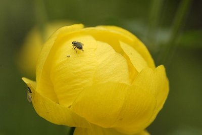 Mouche du trolle