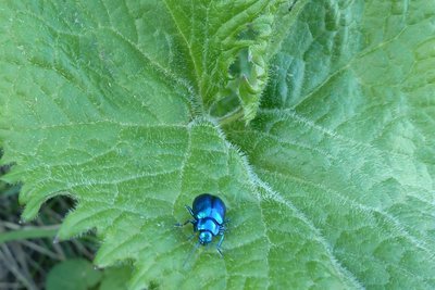 Chrysomèles des adénostyles, très reconnaissable à sa couleur caractéristique