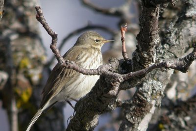 Pipit spioncelle en plumage d'hiver