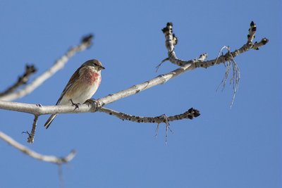 Linotte mélodieuse