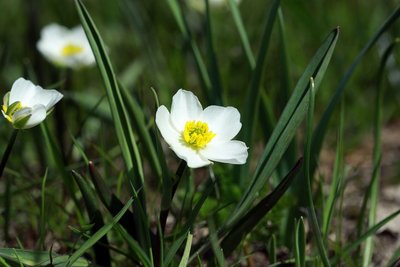 Fleur de renoncule des Pyrénées