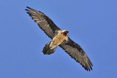 Plané du gypaète barbu