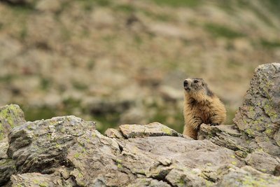 Marmotte des Alpes